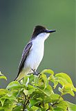 Loggerhead Kingbird